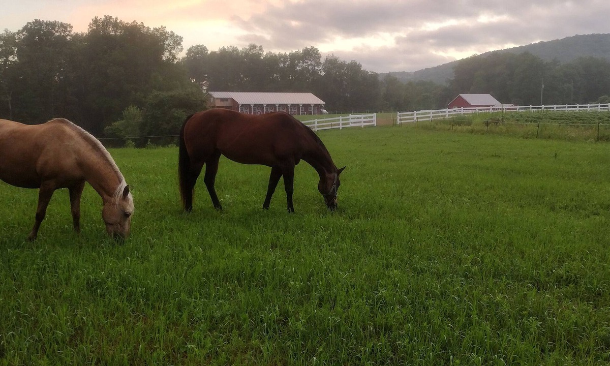 Cooperstown House | Elegant Country Retreat on Gorgeous Horse Farm, 10 min from Cooperstown! Rm #1