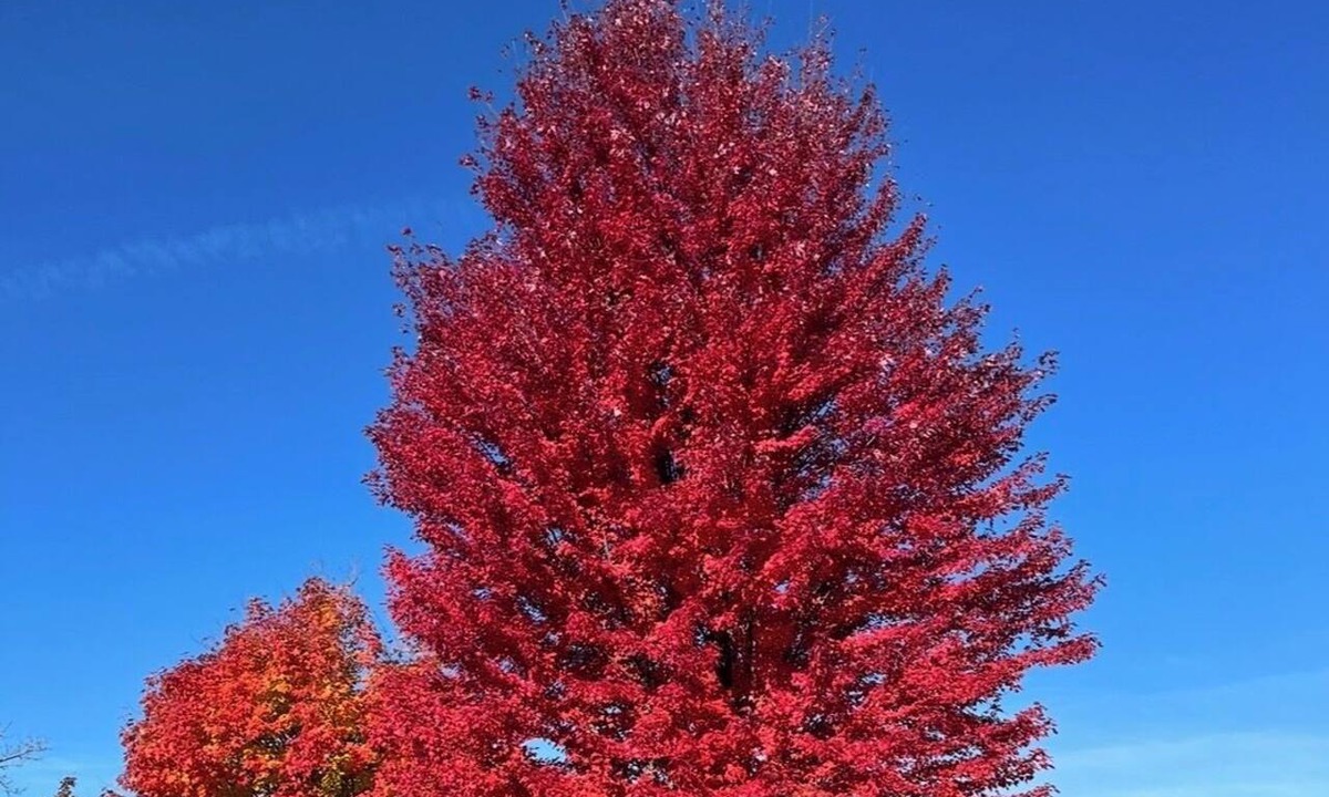 North Conway Cabin | Fall in the white mountains ! Aframe style !