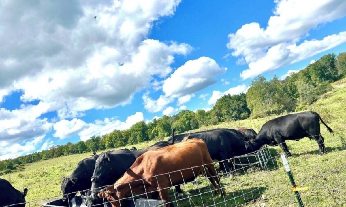 Otego House | Farmhouse Stay w/Deck, Pond, Cows & Country Views