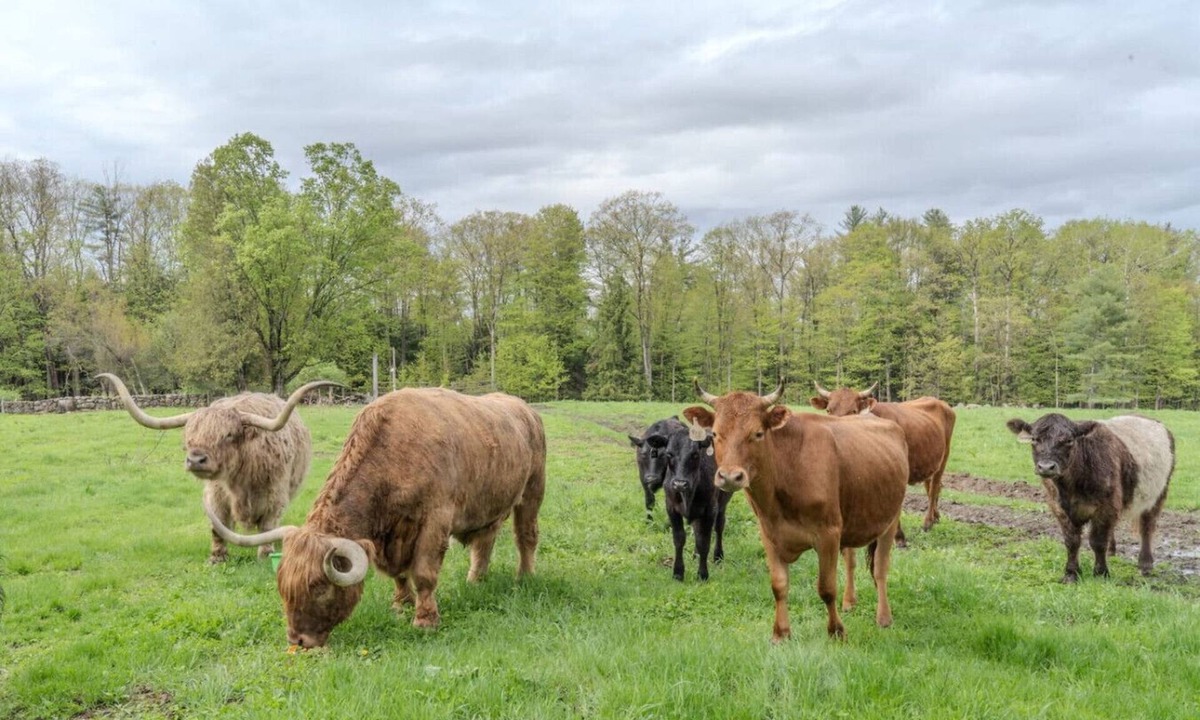 Loudon House | Highland Cattle Farm Cozy Suite - B