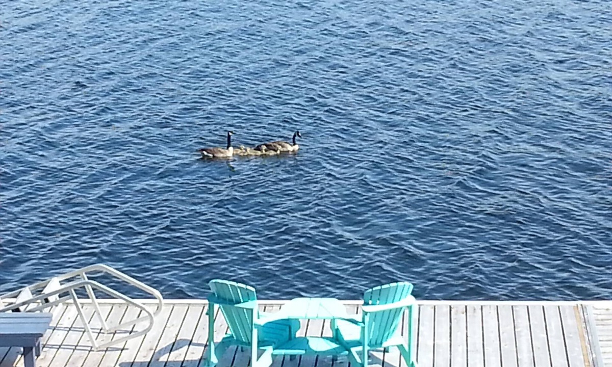 Selwyn Cottage | Live your Best Life at the Lake