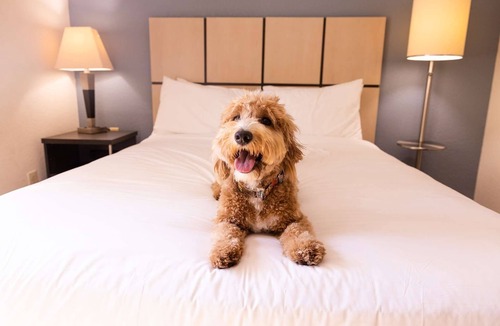Morris Plains Hotel | 2 Spacious Suites w/Laundry and Full Kitchen and Near NYC Access