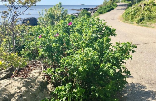East Boothbay Cottage | Atlantic Edge - Renovated Oceanfront with Stunning Views in East Boothbay!