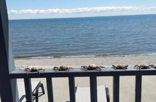 Milford House | Beachfront paradise- come, stay, relax!