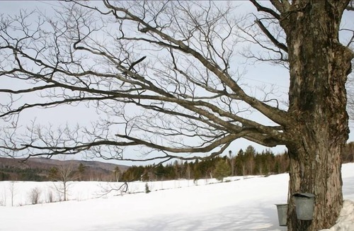 Belmont Apartment | Beautiful & Unique Spacious Studio near Okemo. Booking fall and winter!