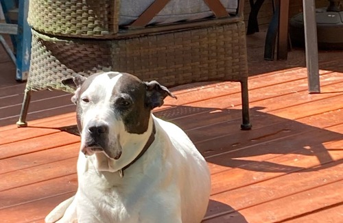 Pocono Lake Cottage | Book now for the dog days of summer!