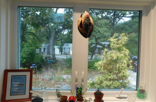 Wellfleet Cottage | Bright and cozy private cottage (CS0037)
