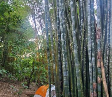 Cuetzalan del Progreso Other | Campamento equipado de bosque