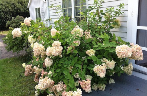 Kennebunk Cottage | Golf and Beach Cottage