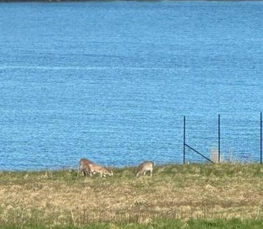 Seawall House | Hard Aground - Ocean View - Pet Friendly! SWH