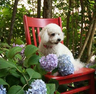 Historic Hill House | Hydrangea House Inn