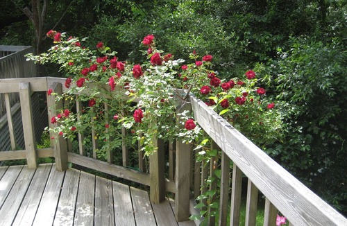 Tisbury House | In the Woods/Walk to Town: Shared house w/1 other guest room