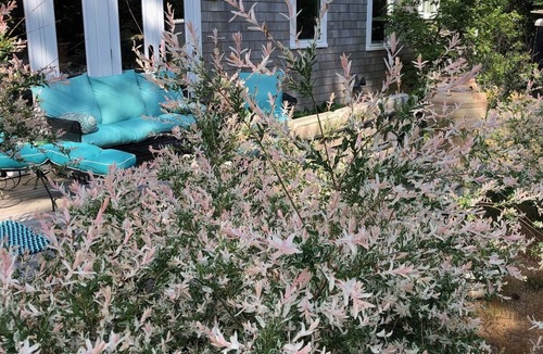 Eastham Cottage | Lovely full remodel with pool walk to 3 beaches - dog friendly w permission