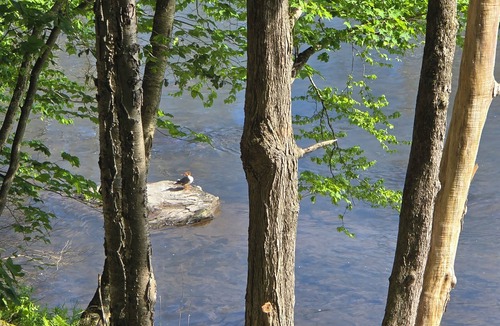Fishs Eddy RV Rental | Rose's RV Camping - Private 2300' Riverfront Site on the West Branch Delaware
