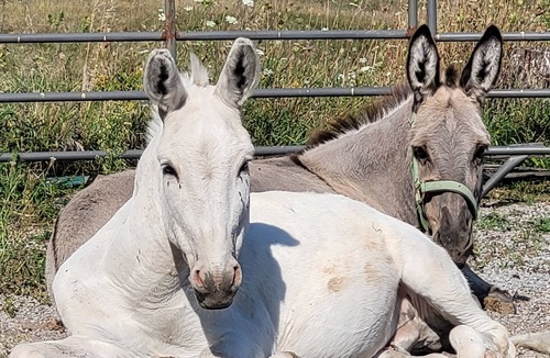 Asphodel-Norwood House | Serenity Lane Farm Stay: a trailer next to a barn full of farm animals