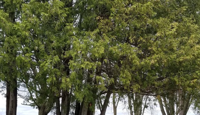 Bobcaygeon Waterfront Access Big Lot