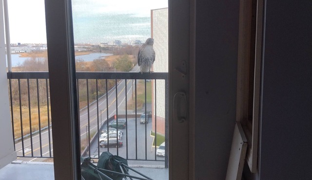 Cozy 1-bedroom condo in awesome Quincy with WiFi, AC
