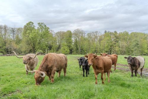 Family Friendly Highland Cattle Farm with Panoramic Views - A