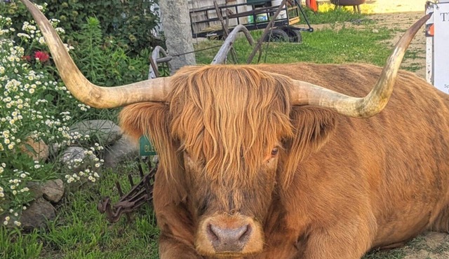 Highland Cattle Farm Stay - Suite D