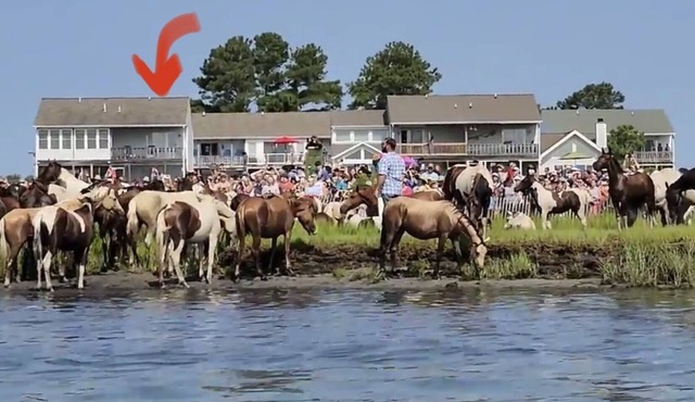 Riptide’s Crossing: A waterfront getaway w/deep water dock and incredible views in Chincoteague