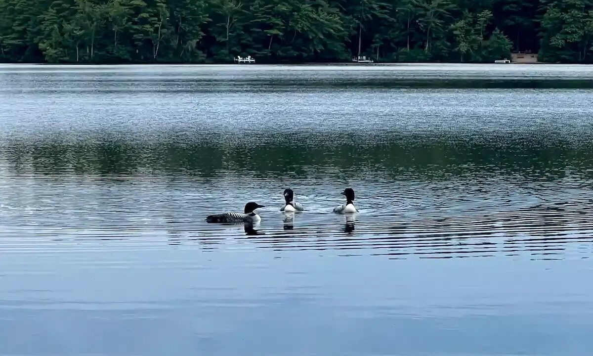 Photo of Others in Jaffrey