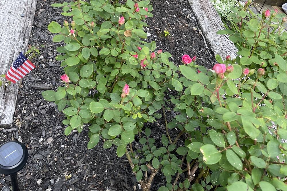 Photo of Outdoor in Wolfeboro