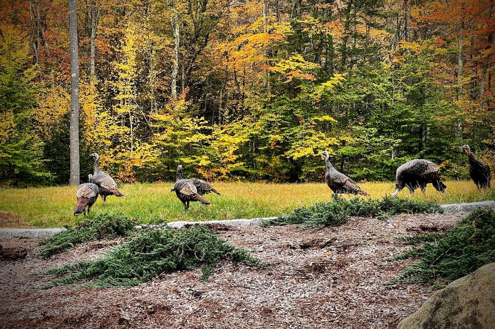 Photo of Outdoor in Kingston