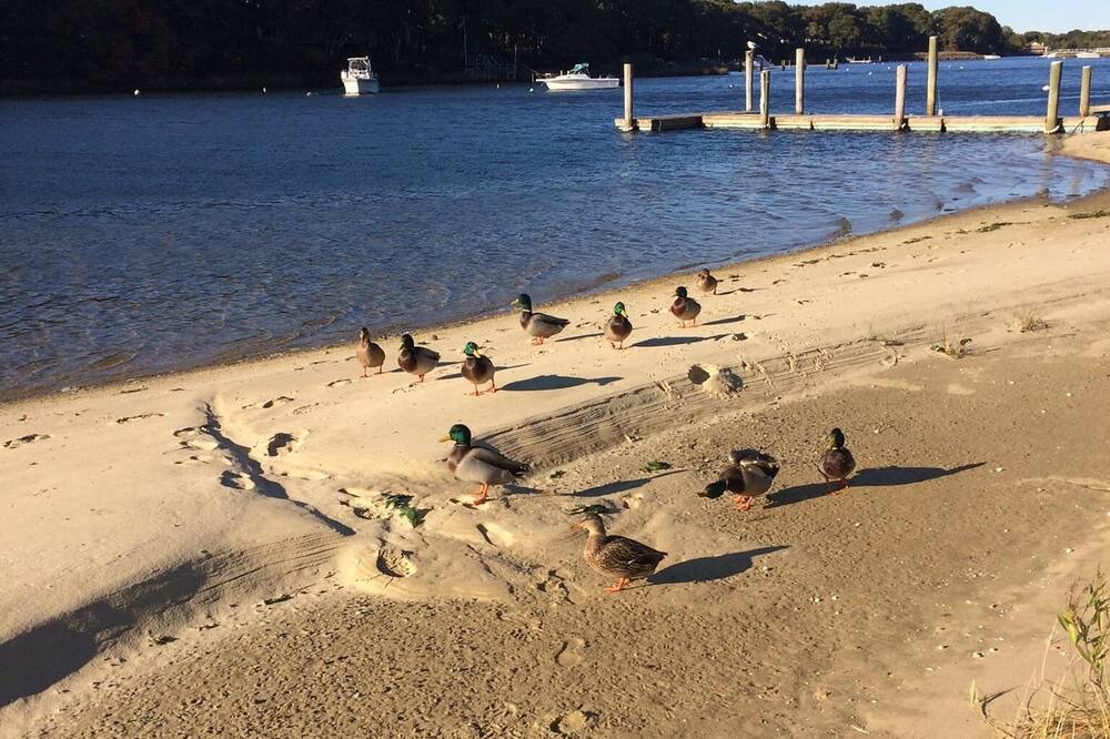 Photo of Others in East Falmouth