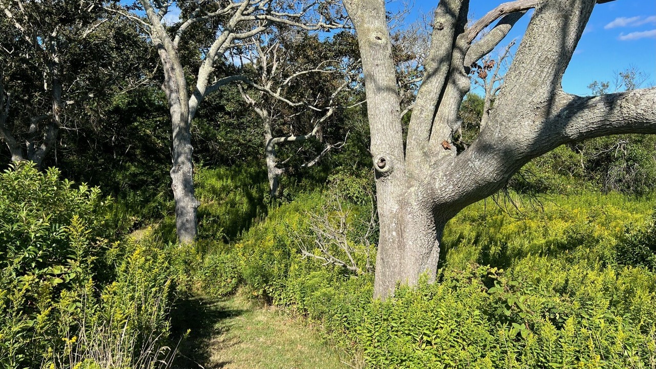 Photo of Others in Chilmark
