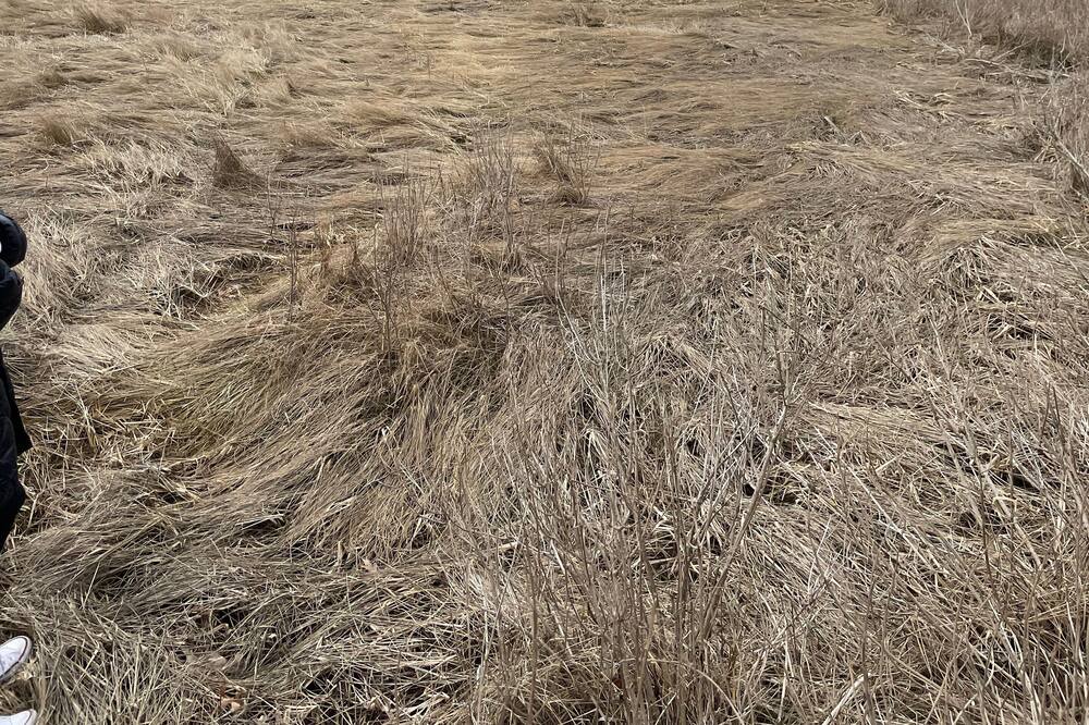 Photo of Others in South Dennis