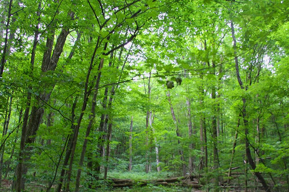 Photo of Outdoor in Canaan