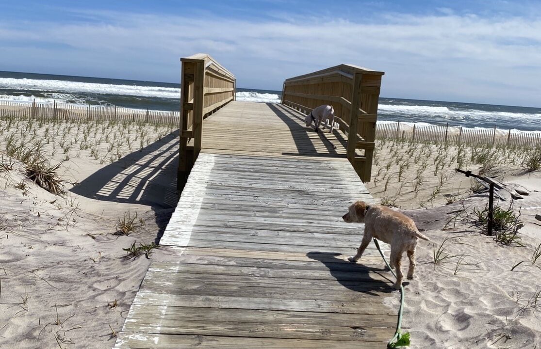 Photo of Others in Bayberry Dunes