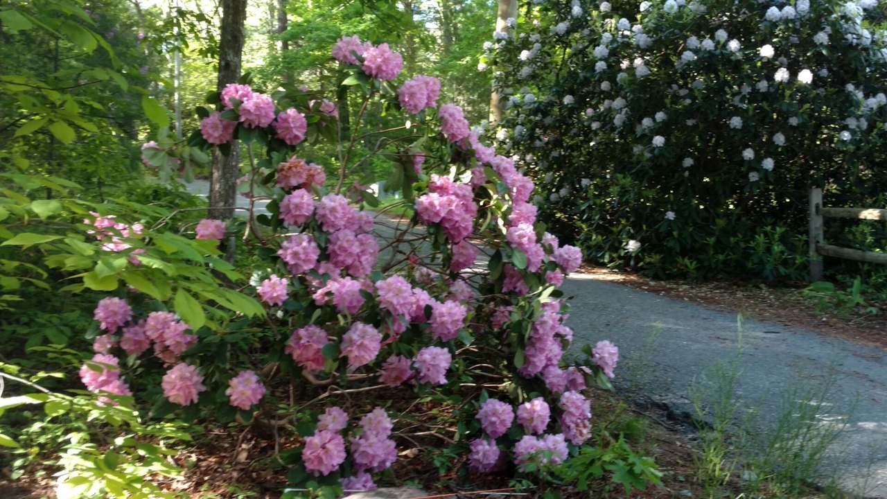 Photo of Outdoor in East Falmouth