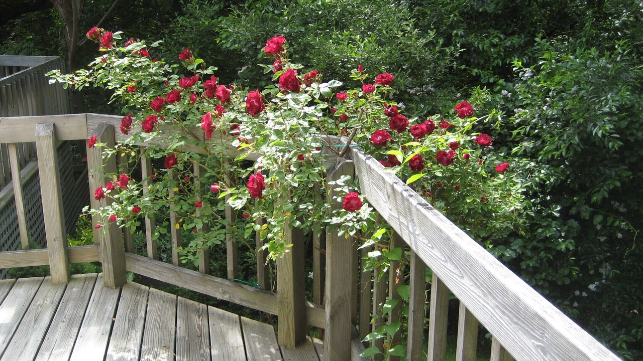 Photo of Outdoor in Tisbury