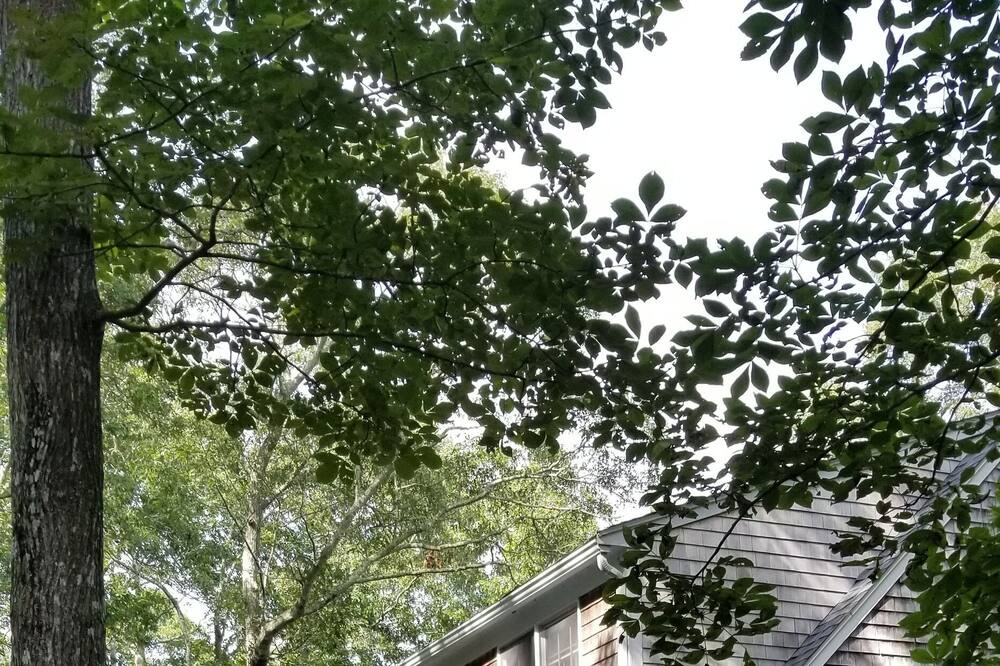 Photo of Others in West Tisbury