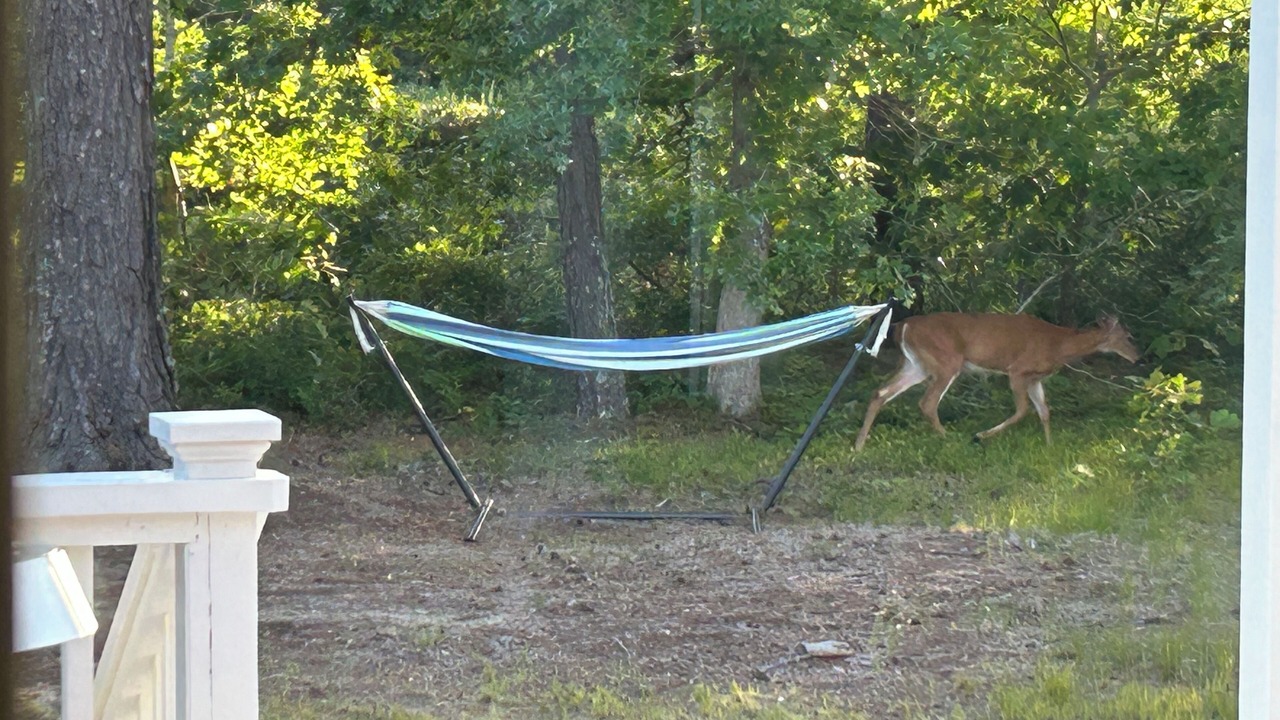 Photo of Outdoor in Edgartown