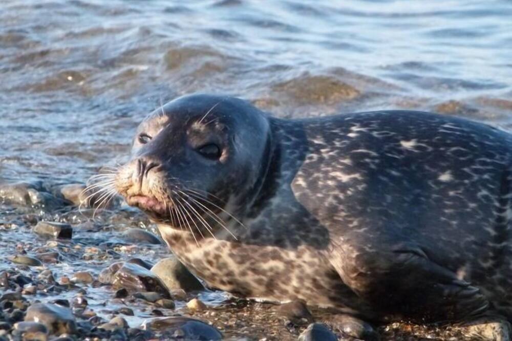 Photo of Others in Wells