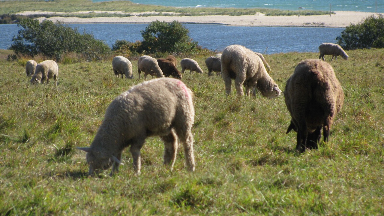 Photo of Outdoor in Chilmark