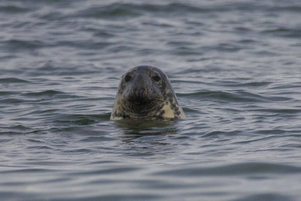 Photo of Others in Eastham