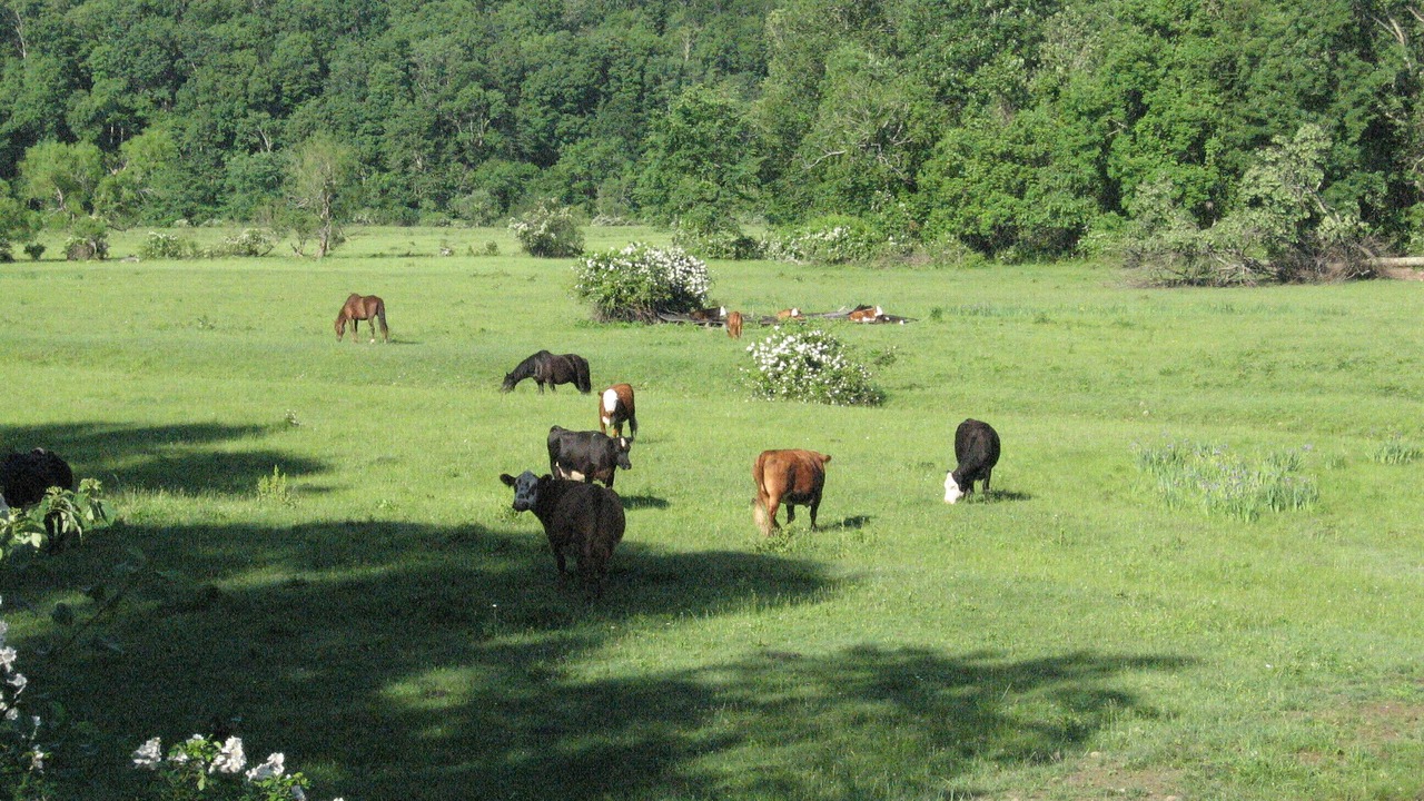 Photo of Others in Arlington