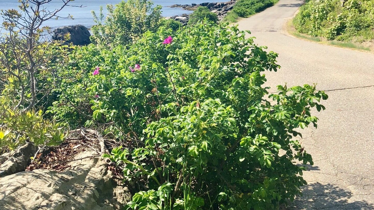 Photo of Outdoor in East Boothbay