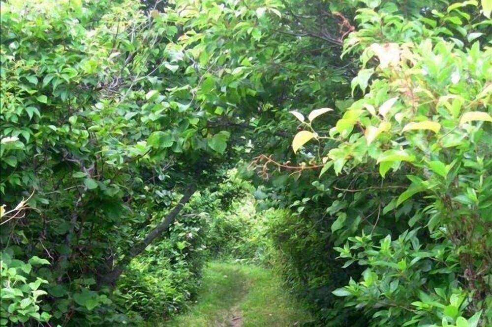 Photo of Others in Chilmark