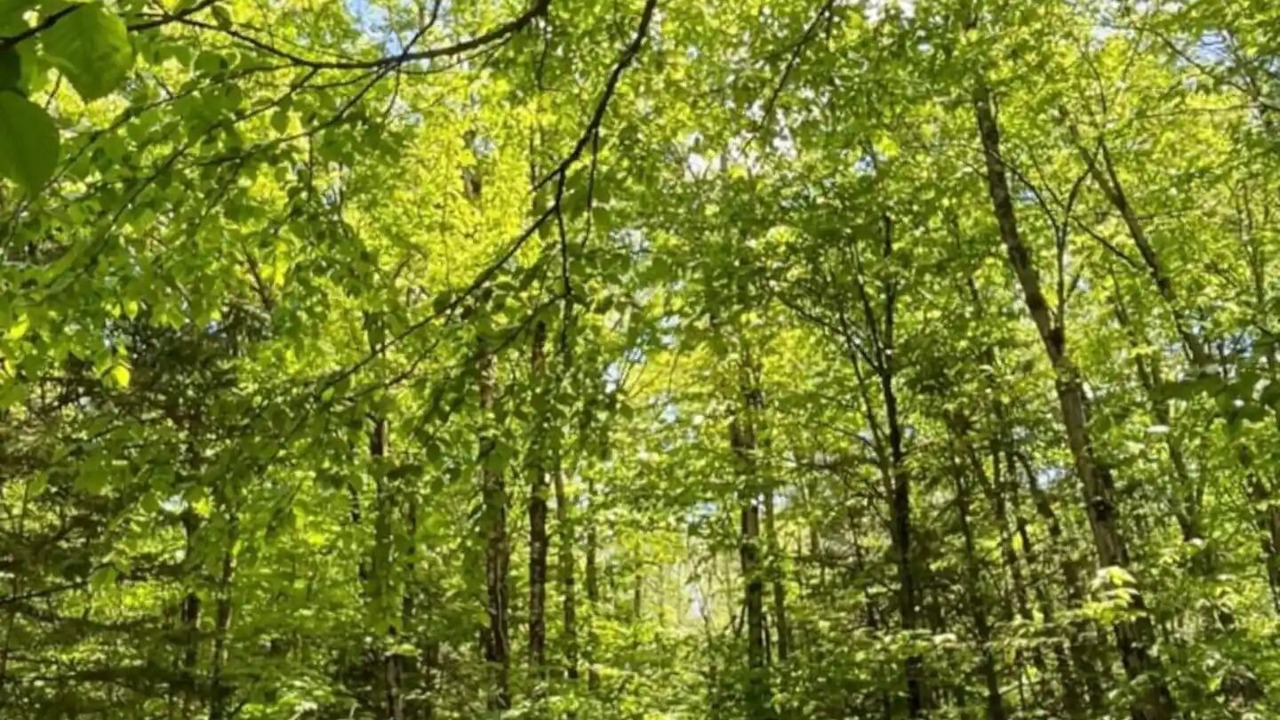 Photo of Outdoor in Becket