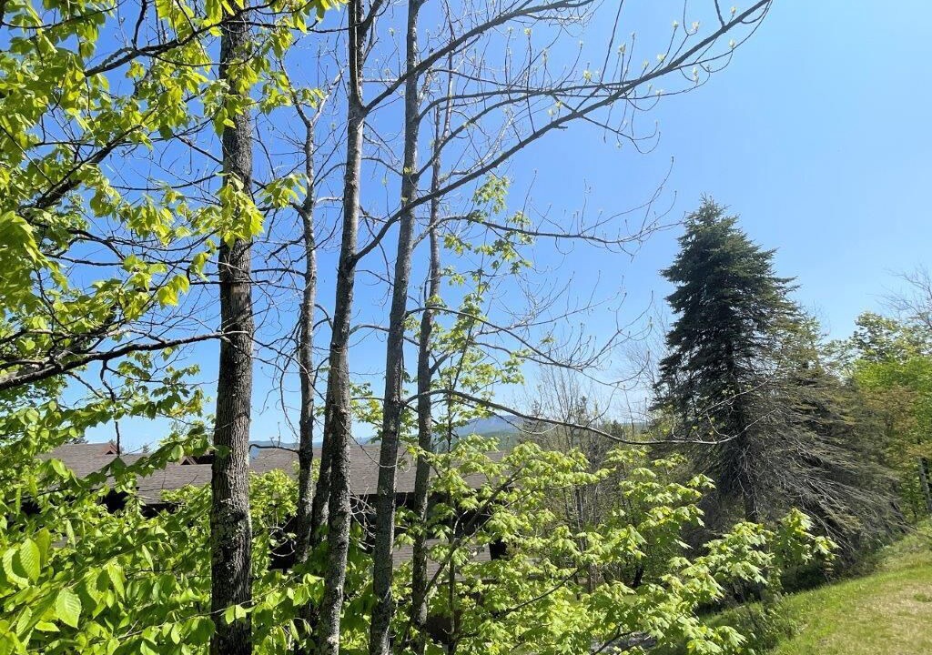 Photo of Others in Bromley Mountain