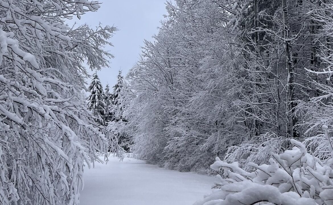 Photo of Outdoor in Dorset