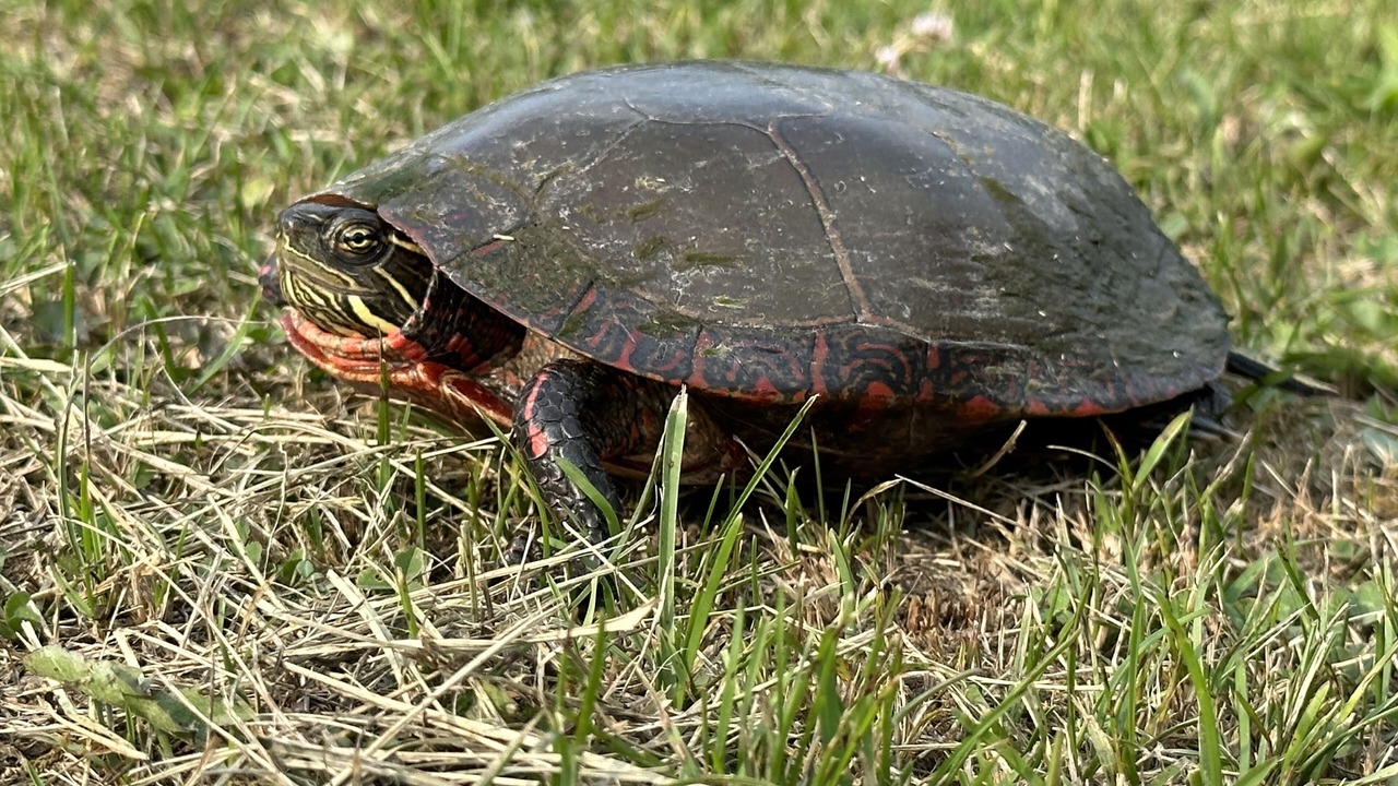 Photo of Others in Black Creek