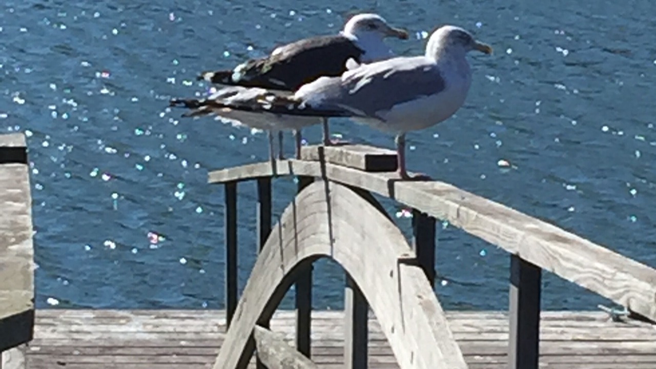 Photo of Outdoor in Harpswell Center