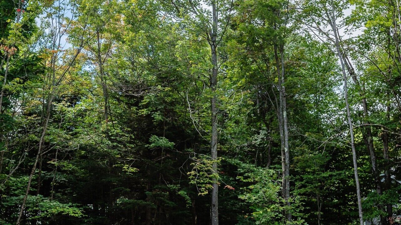 Photo of Outdoor in West Dover