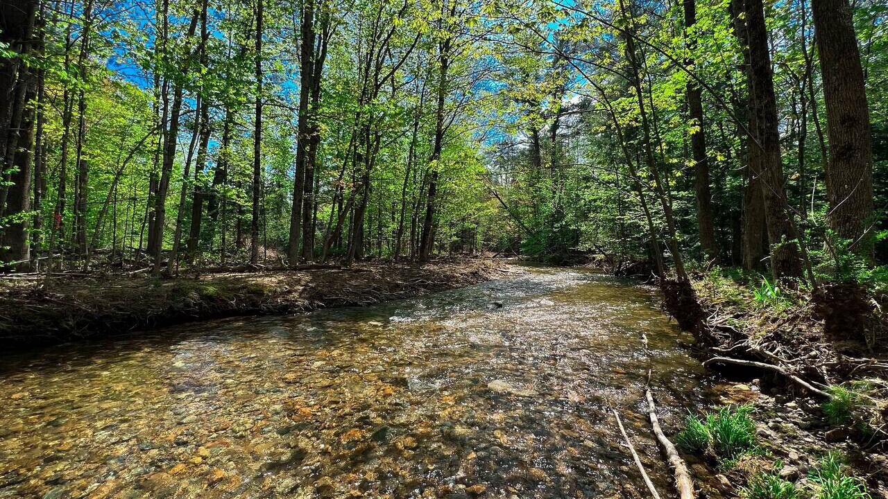 Photo of Others in Cranmore Birches