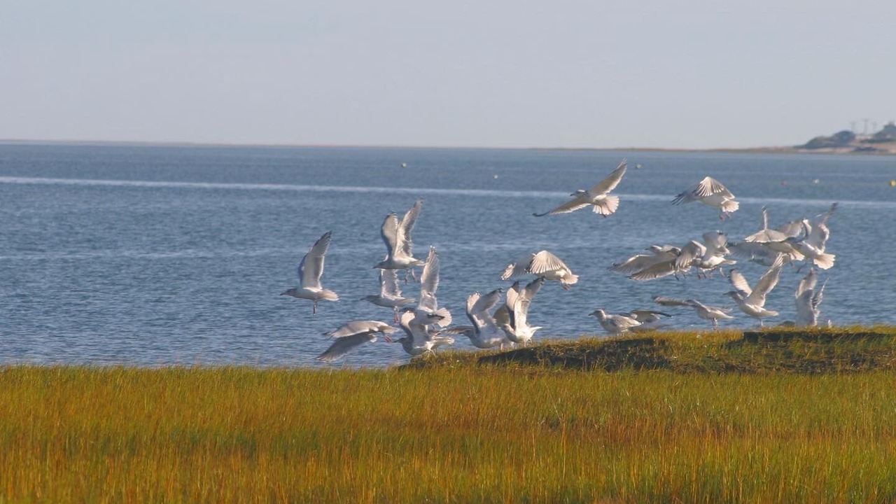 Photo of Others in Barnstable
